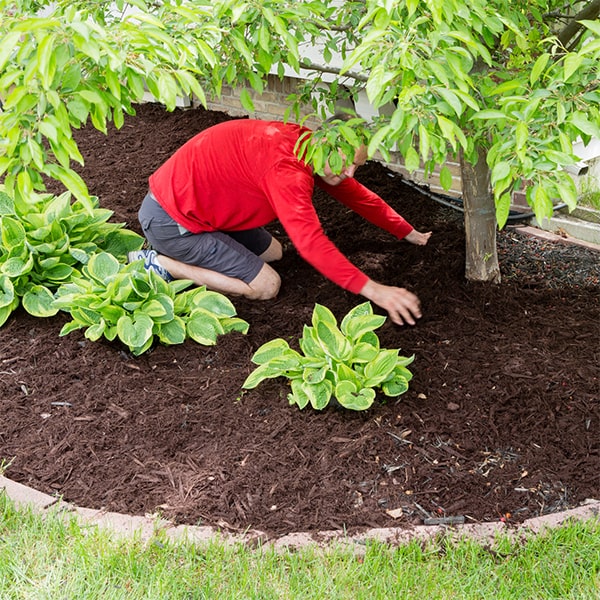 mulch installation creates a barrier that prevents sunlight from reaching weed seeds, inhibiting their growth